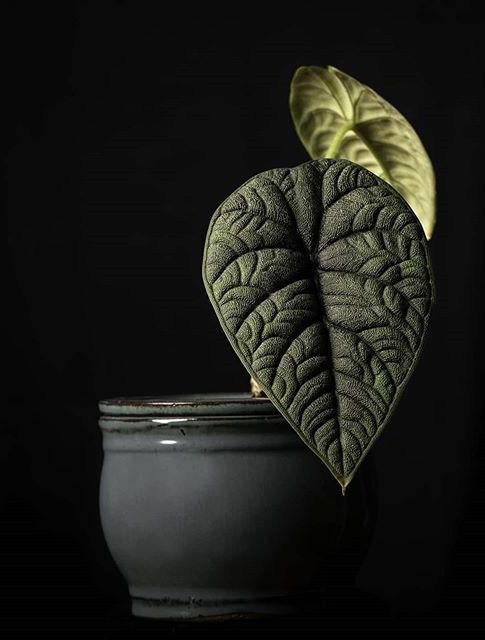 Alocasia Melo image number 8. All credits to lakeeffectplantlover. Alocasia Melo image number 8. All credits to lakeeffectplantlover.