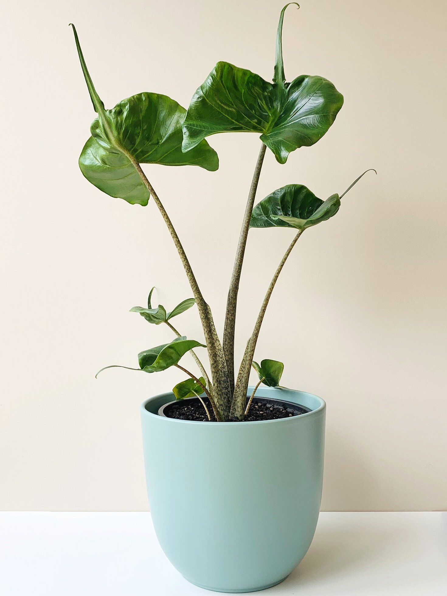 A beautiful and healthy Alocasia Stingray known as Alocasia Stingray.