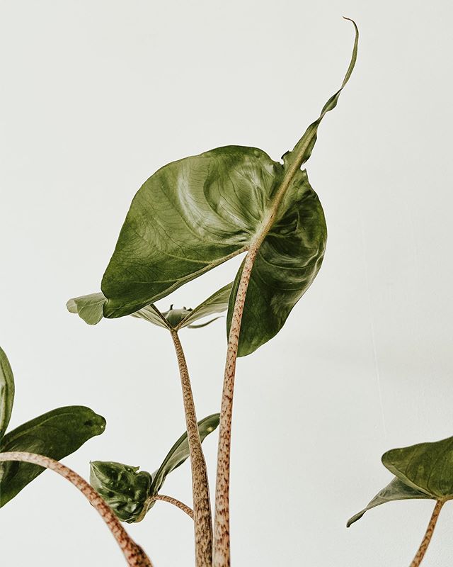 Alocasia Stingray image number 10. All credits to /perky.plants. Alocasia Stingray image number 10. All credits to /perky.plants.