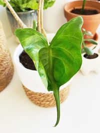 Alocasia Stingray image number 11. All credits to karlijnsjungle. Alocasia Stingray image number 11. All credits to karlijnsjungle.