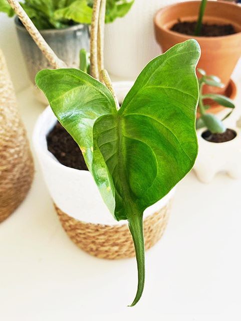 Alocasia Stingray image number 11. All credits to karlijnsjungle. Alocasia Stingray image number 11. All credits to karlijnsjungle.