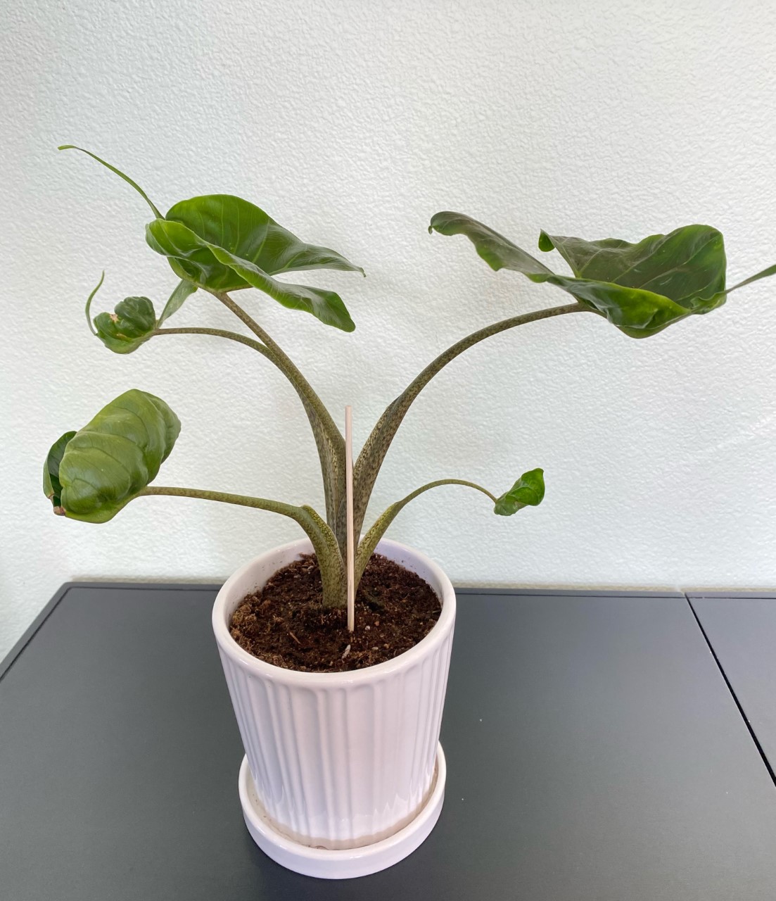 alocasia stingray care, images and videos - chooseyourplant