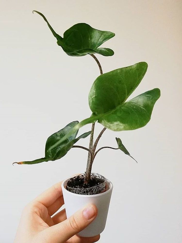 Alocasia Stingray image number 3. All credits to kates_plants_succ.