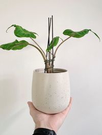 Alocasia Stingray image number 4. All credits to theshoeboxjungle. Alocasia Stingray image number 4. All credits to theshoeboxjungle.