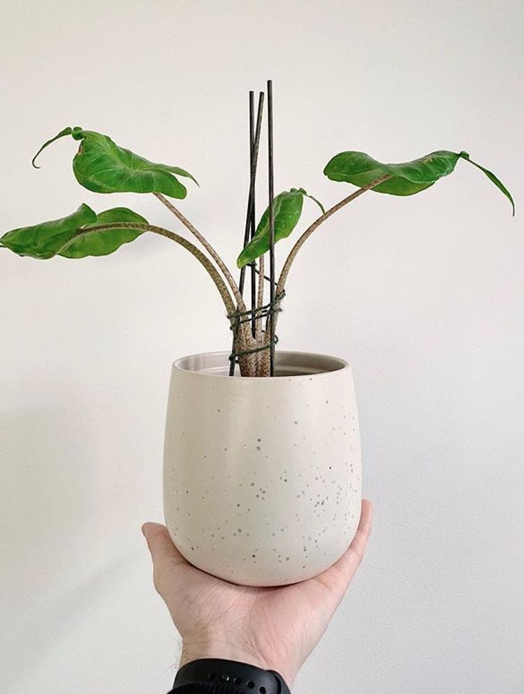 Alocasia Stingray image number 4. All credits to theshoeboxjungle. Alocasia Stingray image number 4. All credits to theshoeboxjungle.