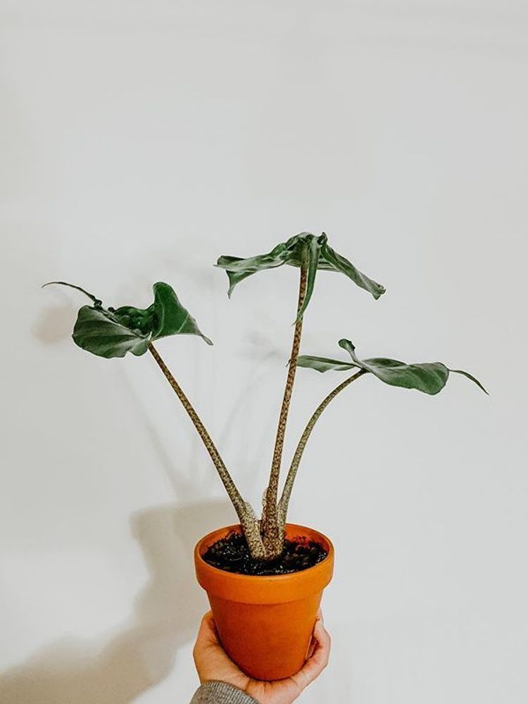 Alocasia Stingray image number 5. All credits to thenordicplantgirl. Alocasia Stingray image number 5. All credits to thenordicplantgirl.