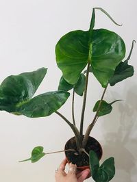 Alocasia Stingray image number 6. All credits to lili_leiter. Alocasia Stingray image number 6. All credits to lili_leiter.
