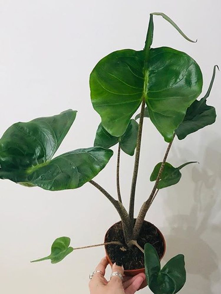 Alocasia Stingray image number 6. All credits to lili_leiter. Alocasia Stingray image number 6. All credits to lili_leiter.