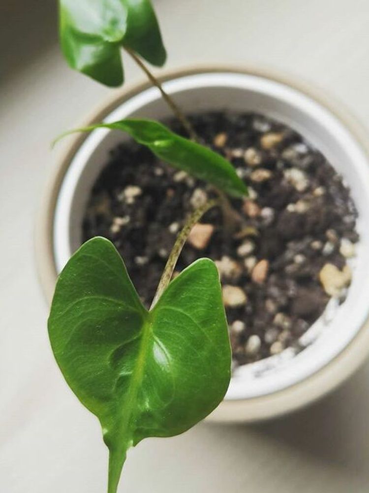 Alocasia Stingray image number 7. All credits to dodo_likes_plants. Alocasia Stingray image number 7. All credits to dodo_likes_plants.