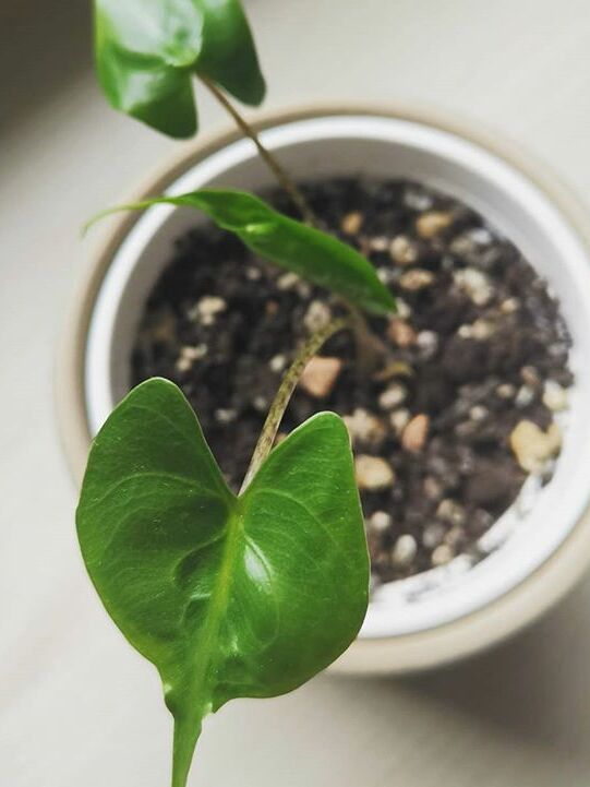 Alocasia Stingray image number 7. All credits to dodo_likes_plants. Alocasia Stingray image number 7. All credits to dodo_likes_plants.