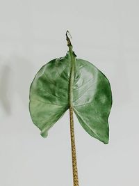 Alocasia Stingray image number 8. All credits to thenordicplantgirl. Alocasia Stingray image number 8. All credits to thenordicplantgirl.