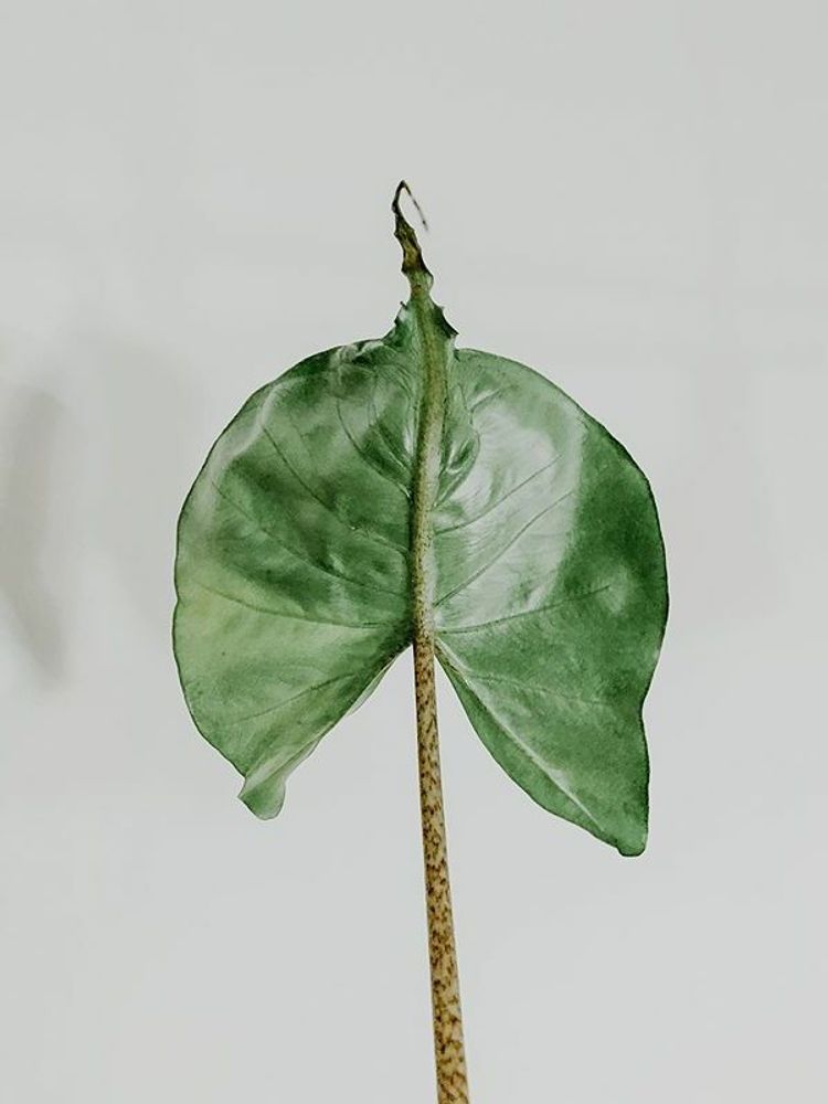 Alocasia Stingray image number 8. All credits to thenordicplantgirl. Alocasia Stingray image number 8. All credits to thenordicplantgirl.