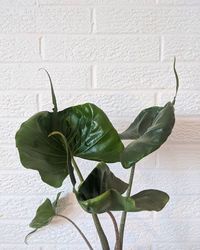 Alocasia Stingray image number 9. All credits to kathgrx. Alocasia Stingray image number 9. All credits to kathgrx.