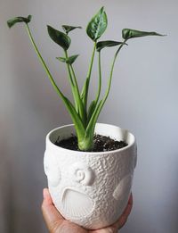 Alocasia Tiny Dancer image number 2. All credits to helloplanty. Alocasia Tiny Dancer image number 2. All credits to helloplanty.