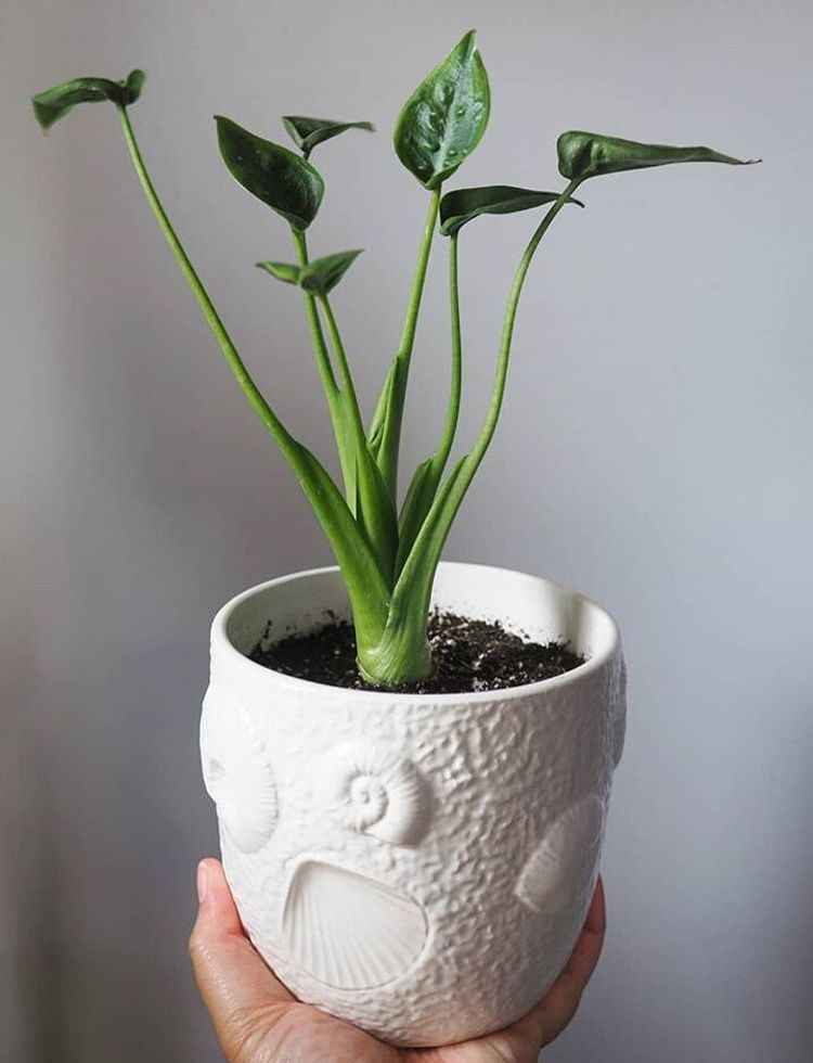 Alocasia Tiny Dancer image number 2. All credits to helloplanty. Alocasia Tiny Dancer image number 2. All credits to helloplanty.