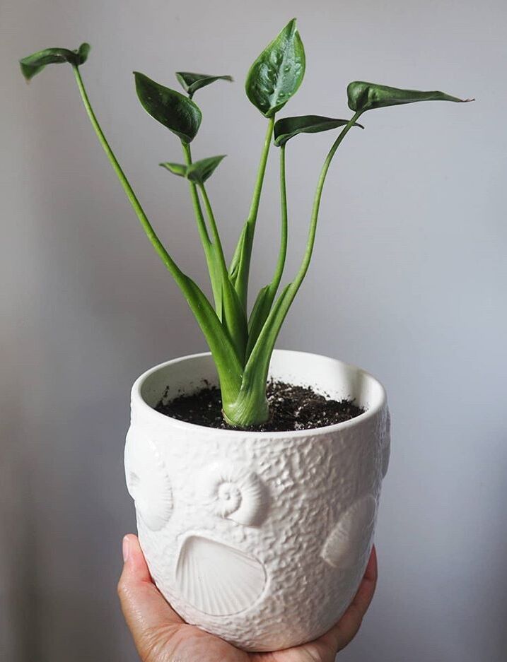Alocasia Tiny Dancer image number 2. All credits to helloplanty. Alocasia Tiny Dancer image number 2. All credits to helloplanty.