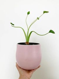 Alocasia Tiny Dancer image number 12. All credits to genshaiplants. Alocasia Tiny Dancer image number 12. All credits to genshaiplants.