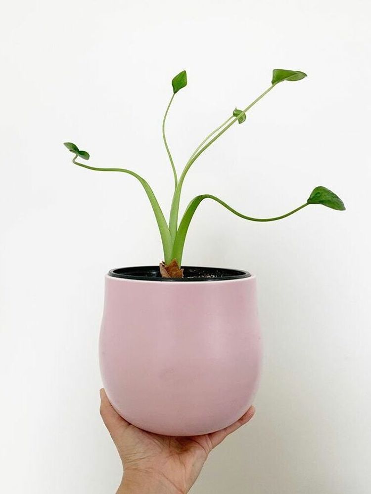 Alocasia Tiny Dancer image number 12. All credits to genshaiplants. Alocasia Tiny Dancer image number 12. All credits to genshaiplants.