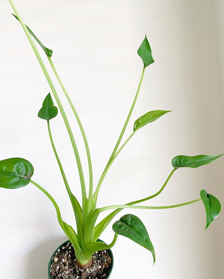 Alocasia Tiny Dancer image number 13. All credits to plantmomdiaries.