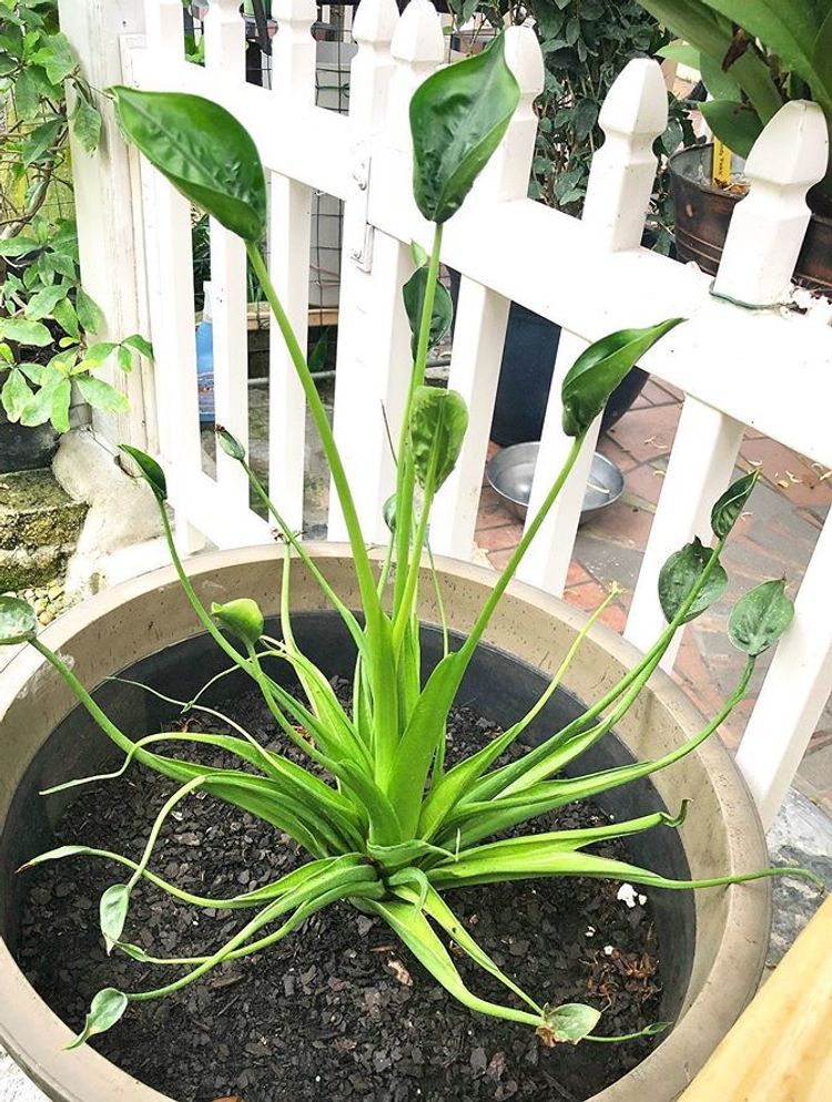 Alocasia Tiny Dancer image number 14. All credits to sammychh. Alocasia Tiny Dancer image number 14. All credits to sammychh.