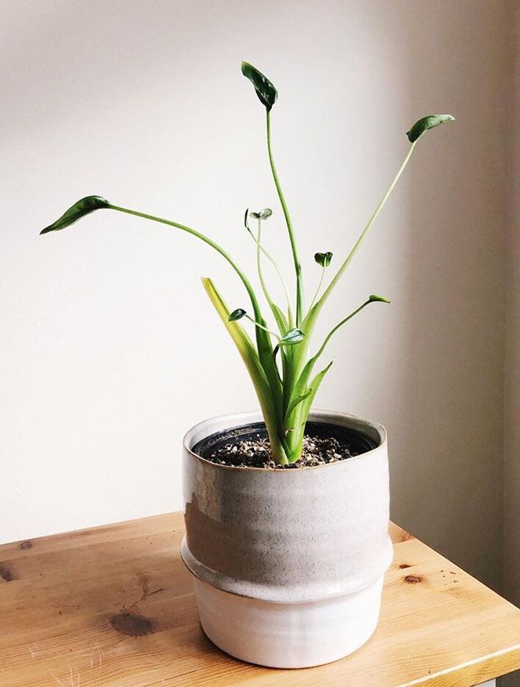 Alocasia Tiny Dancer image number 3. All credits to jungleboogiie. Alocasia Tiny Dancer image number 3. All credits to jungleboogiie.
