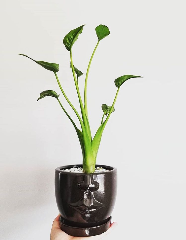 Alocasia Tiny Dancer image number 1. All credits to plant.peep.