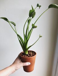 Alocasia Tiny Dancer image number 7. All credits to leah.fern_. Alocasia Tiny Dancer image number 7. All credits to leah.fern_.
