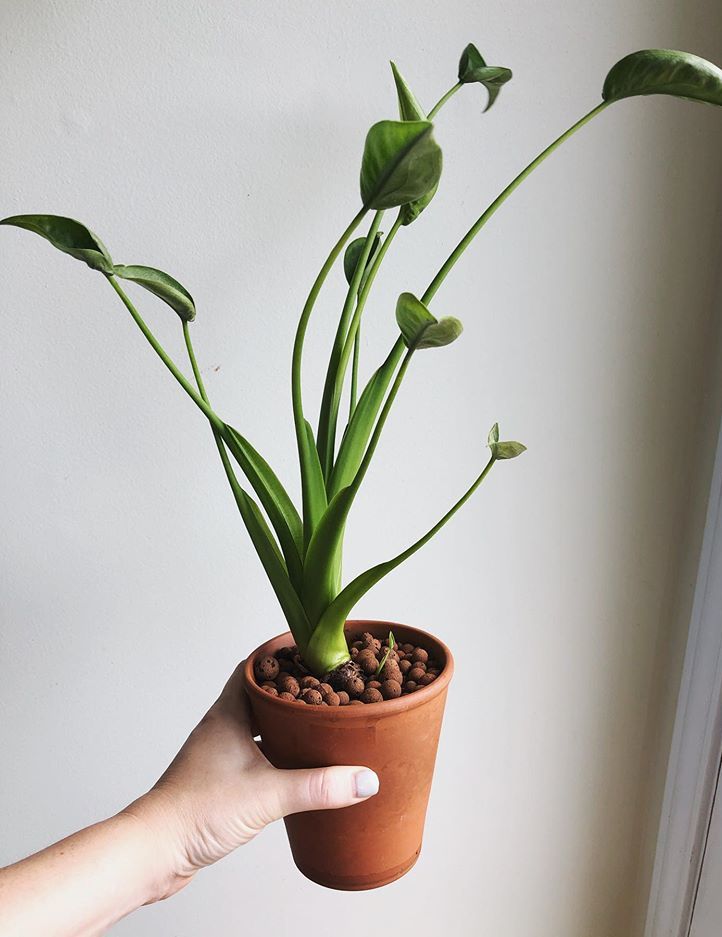 Alocasia Tiny Dancer image number 7. All credits to leah.fern_. Alocasia Tiny Dancer image number 7. All credits to leah.fern_.