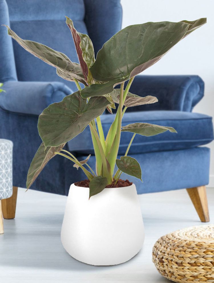 Alocasia Wentii image number 1. All credits to Bakker. Alocasia Wentii image number 1. All credits to Bakker.