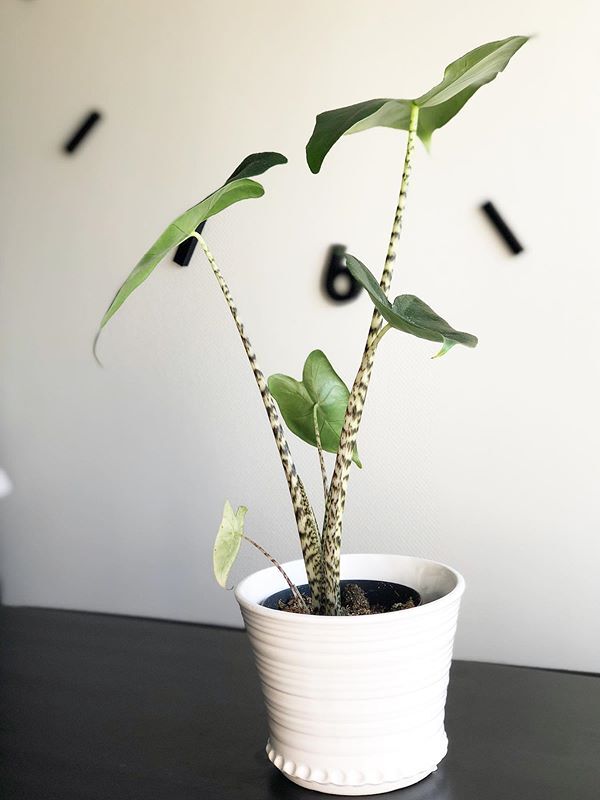 A beautiful and healthy Alocasia Zebrina known as Elephant Ear Zebrina.