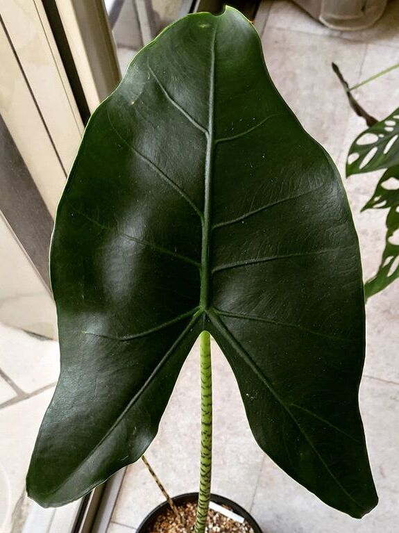 Alocasia Zebrina image number 12. All credits to gro_wit_joe. Alocasia Zebrina image number 12. All credits to gro_wit_joe.