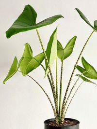 Alocasia Zebrina image number 13. All credits to irisplants. Alocasia Zebrina image number 13. All credits to irisplants.