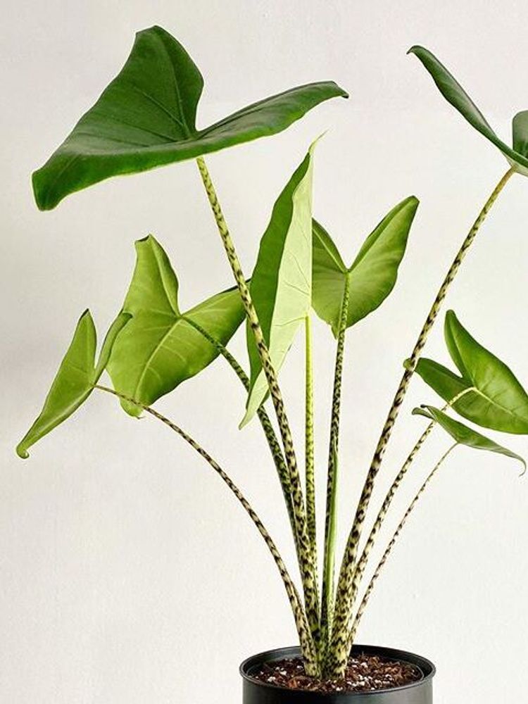 Alocasia Zebrina image number 13. All credits to irisplants. Alocasia Zebrina image number 13. All credits to irisplants.