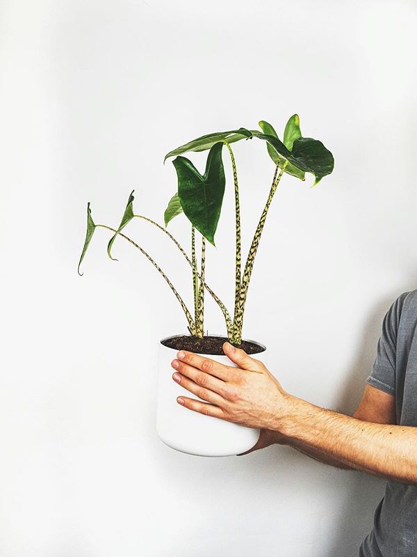 Alocasia Zebrina image number 2. All credits to feey.pflanzen. Alocasia Zebrina image number 2. All credits to feey.pflanzen.