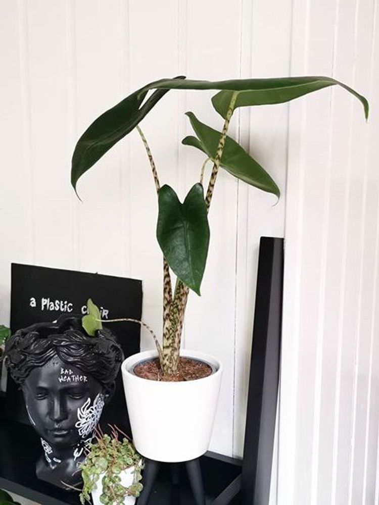 Alocasia Zebrina image number 5. All credits to ohiwetmyplants. Alocasia Zebrina image number 5. All credits to ohiwetmyplants.