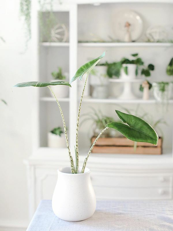 Alocasia Zebrina image number 4. All credits to forever_planted. Alocasia Zebrina image number 4. All credits to forever_planted.