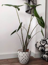 Alocasia Zebrina image number 6. All credits to joanagalizacarneiro. Alocasia Zebrina image number 6. All credits to joanagalizacarneiro.