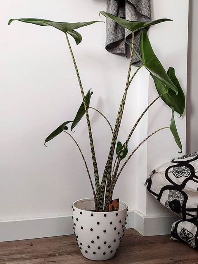Alocasia Zebrina image number 6. All credits to joanagalizacarneiro. Alocasia Zebrina image number 6. All credits to joanagalizacarneiro.
