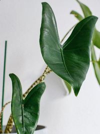 Alocasia Zebrina image number 8. All credits to sproutingplants. Alocasia Zebrina image number 8. All credits to sproutingplants.