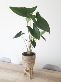 Alocasia Zebrina image number 9. All credits to onesixty1. Alocasia Zebrina image number 9. All credits to onesixty1.