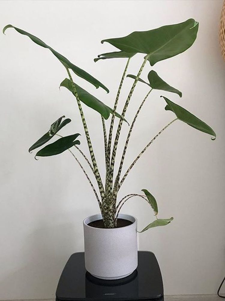 Alocasia Zebrina image number 10. All credits to plantciaraddict. Alocasia Zebrina image number 10. All credits to plantciaraddict.