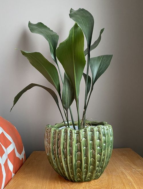 A beautiful and healthy Aspidistra Elatior known as Cast Iron Plant.