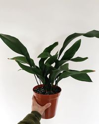 Aspidistra Elatior image number 9. All credits to houseplanterr. Aspidistra Elatior image number 9. All credits to houseplanterr.