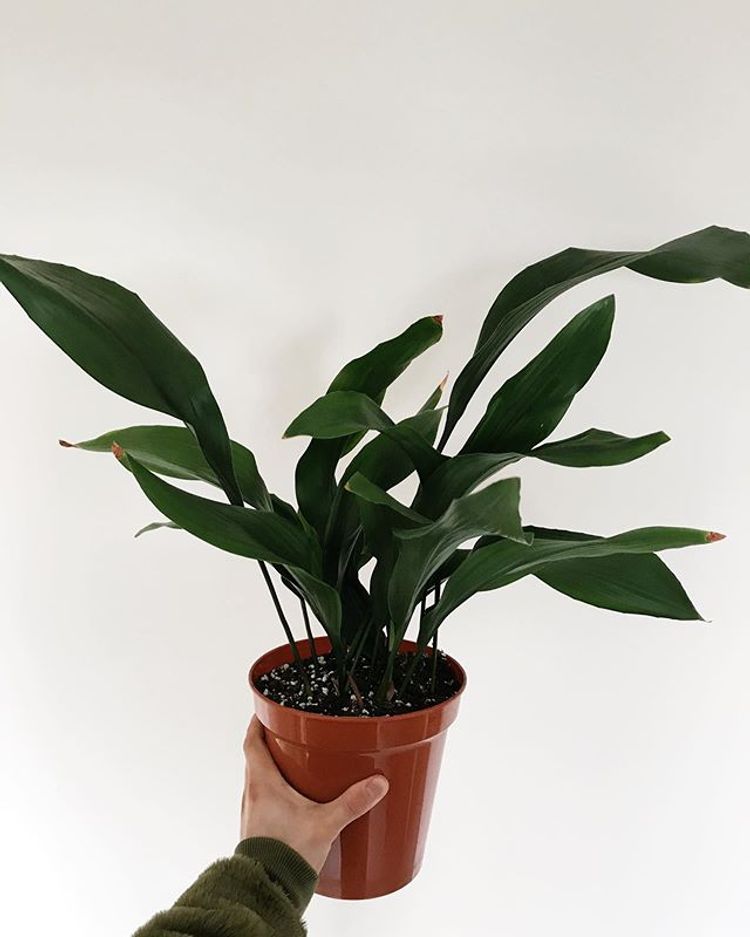 Aspidistra Elatior image number 9. All credits to houseplanterr. Aspidistra Elatior image number 9. All credits to houseplanterr.