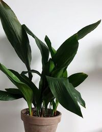 Aspidistra Elatior image number 10. All credits to oscarsplantdaddy. Aspidistra Elatior image number 10. All credits to oscarsplantdaddy.