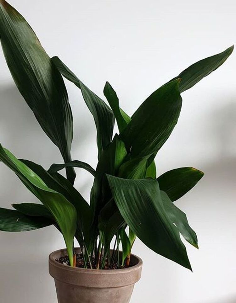 Aspidistra Elatior image number 10. All credits to oscarsplantdaddy. Aspidistra Elatior image number 10. All credits to oscarsplantdaddy.