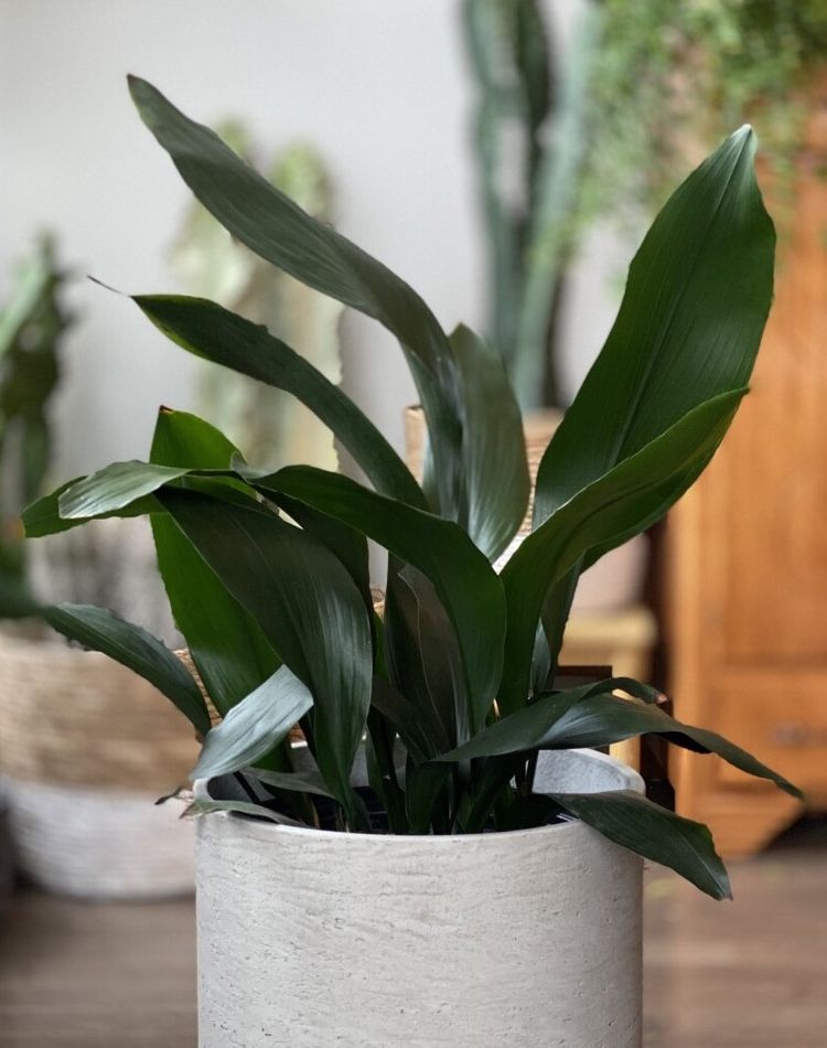 Aspidistra Elatior image number 11. All credits to k8andherplants. Aspidistra Elatior image number 11. All credits to k8andherplants.