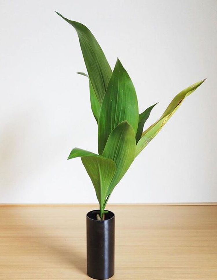 Aspidistra Elatior image number 2. All credits to small_forest_.