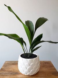 Aspidistra Elatior image number 3. All credits to botanicalsmh. Aspidistra Elatior image number 3. All credits to botanicalsmh.