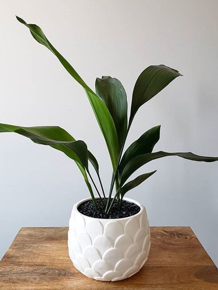 Aspidistra Elatior image number 3. All credits to botanicalsmh. Aspidistra Elatior image number 3. All credits to botanicalsmh.